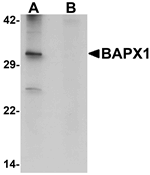 BAPX1 Antibody