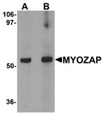 MYOZAP Antibody
