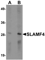SLAMF4 Antibody