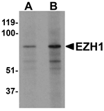 EZH1 Antibody