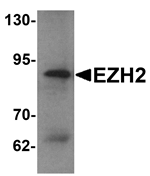 EZH2 Antibody