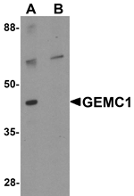 GEMC1 Antibody