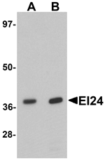 EI24 Antibody