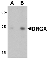 DRGX Antibody