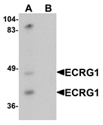 ECRG1 Antibody