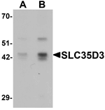 SLC35D3 Antibody