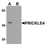 PRICKLE4 Antibody