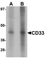 CD33 Antibody