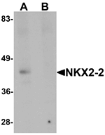 NKX2-2 Antibody