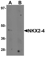 NKX2-4 Antibody