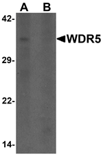 WDR5 Antibody
