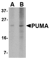 PUMA Monoclonal Antibody