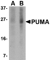 PUMA Monoclonal Antibody