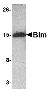 Bim Monoclonal Antibody