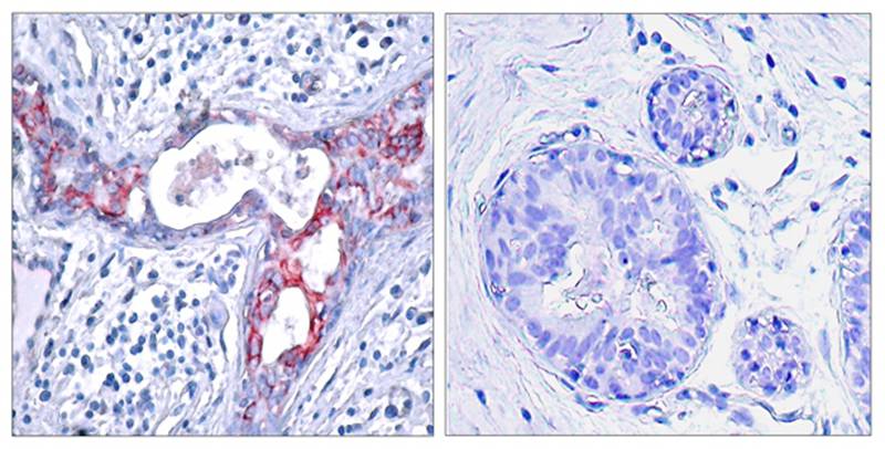 GSK3β(Phospho-Ser9) Antibody