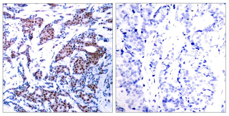 c-Jun(Phospho-Ser73) Antibody