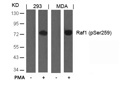 Raf1(Phospho-Ser259) Antibody