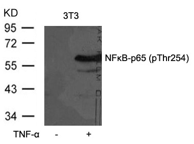 NFkB-p65(Phospho-Thr254) Antibody