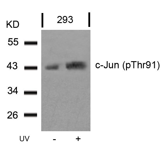 c-Jun(Phospho-Thr91) Antibody