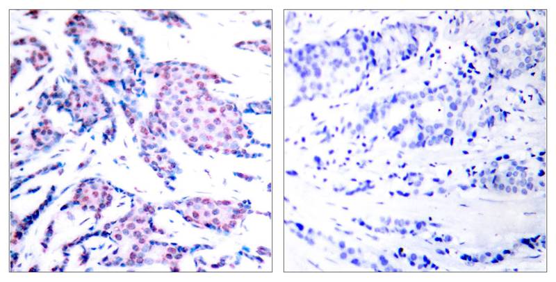 c-Jun(Phospho-Thr93) Antibody