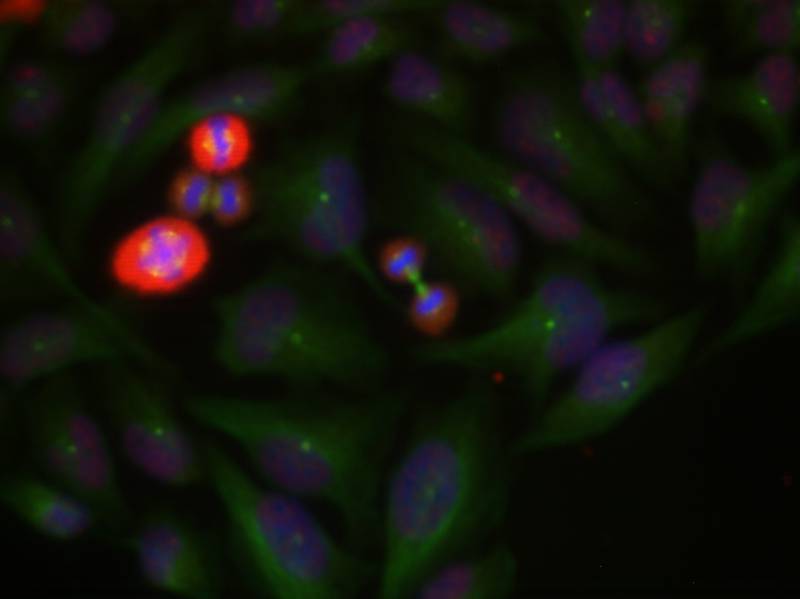 c-Jun(Phospho-Thr239) Antibody