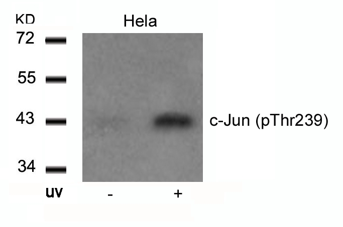 c-Jun(Phospho-Thr239) Antibody