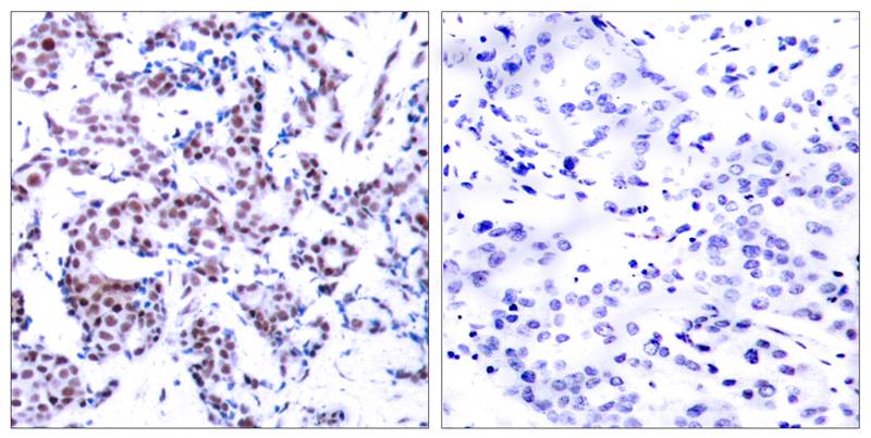 JunB(Phospho-Ser259) Antibody