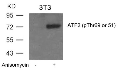 ATF2(Phospho-Thr69 or 51) Antibody