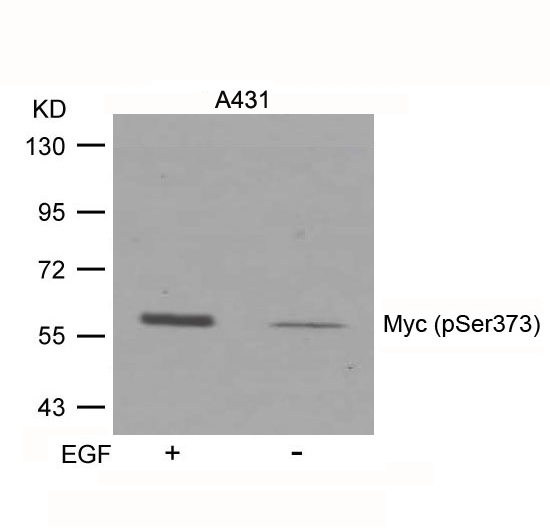 Myc(Phospho-Ser373) Antibody