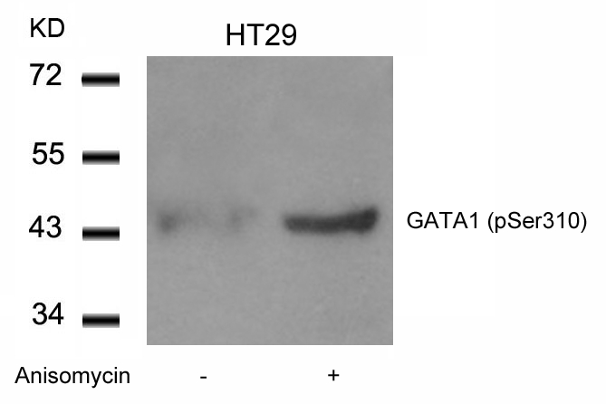 GATA1(Phospho-Ser310) Antibody