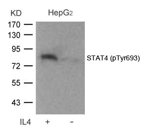 STAT4(Phospho-Tyr693) Antibody