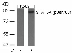 STAT5a(Phospho-Ser780) Antibody