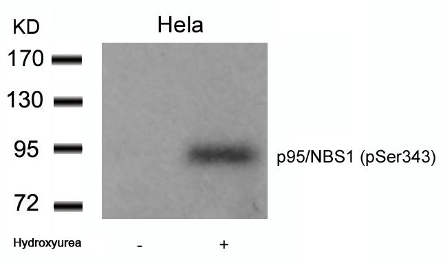 p95/NBS1(Phospho-Ser343) Antibody