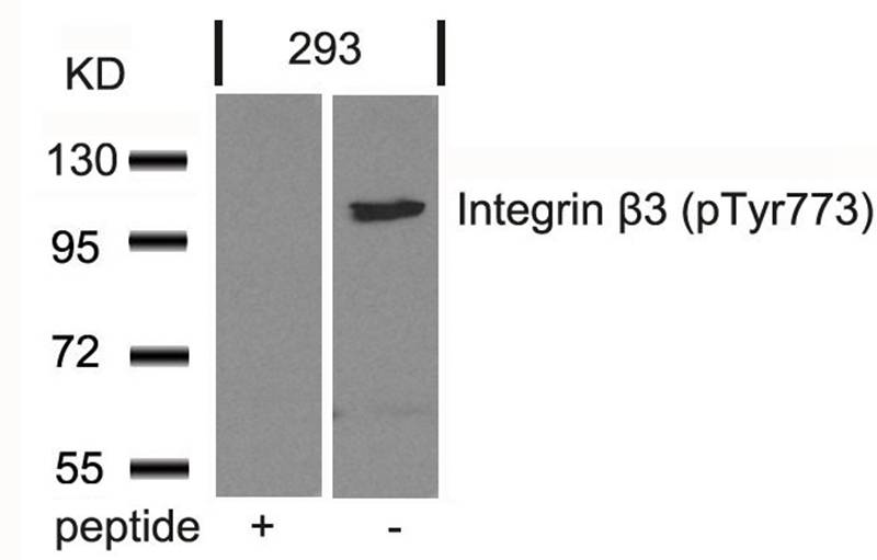 Integrin b3(Phospho-Tyr773) Antibody