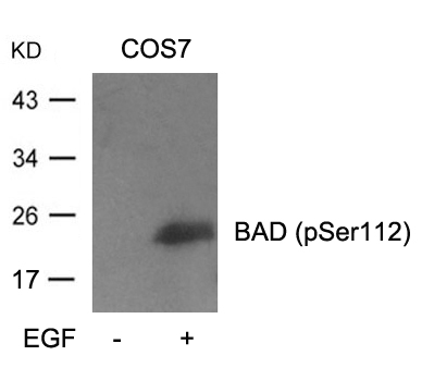 BAD(Phospho-Ser112) Antibody