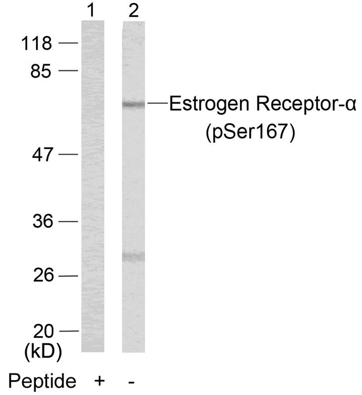 Estrogen Receptor-a(Phospho-Ser167) Antibody - SAB | Signalway Antibody