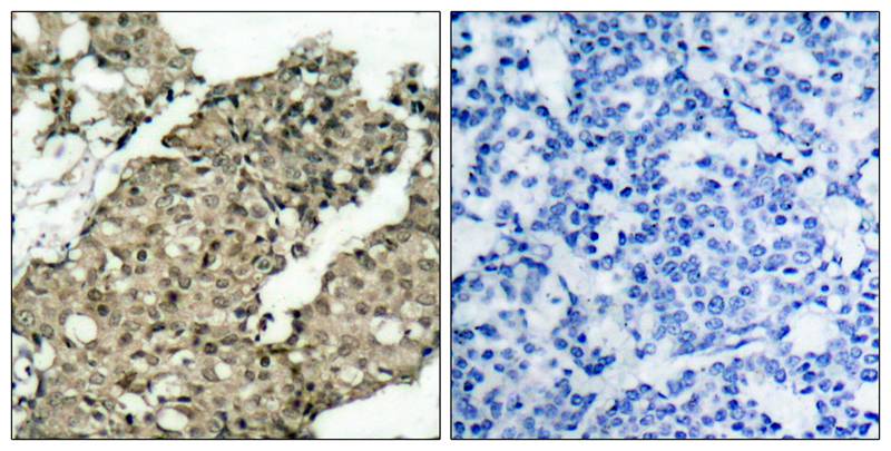 G3BP-1(Phospho-Ser232) Antibody