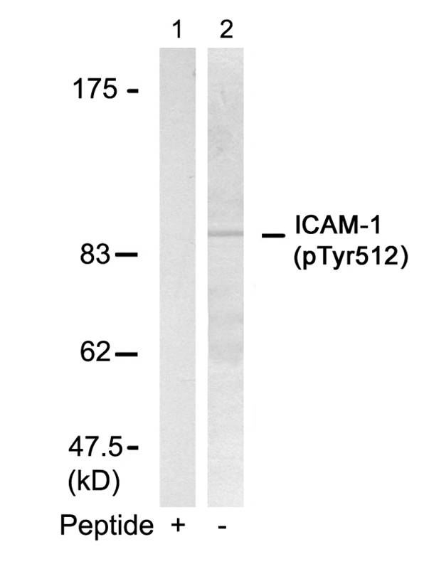 ICAM-1(Phospho-Tyr512) Antibody