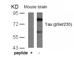 Tau(Phospho-Ser235) Antibody