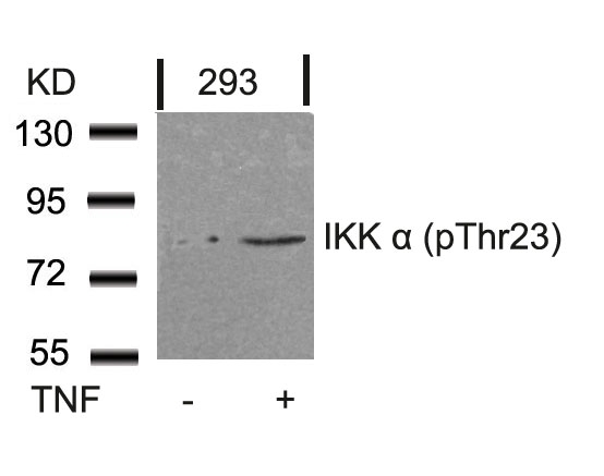 IKK a(Phospho-Thr23) Antibody