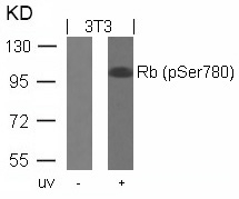 Rb(Phospho-Ser780) Antibody