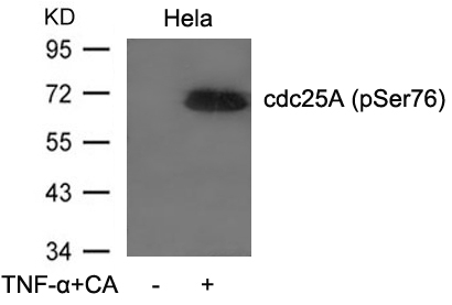 cdc25A(Phospho-Ser76) Antibody