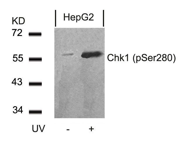 Chk1(Phospho-Ser280) Antibody