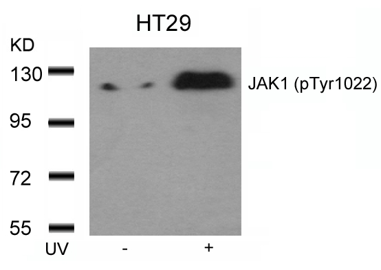 JAK1(Phospho-Tyr1022) Antibody