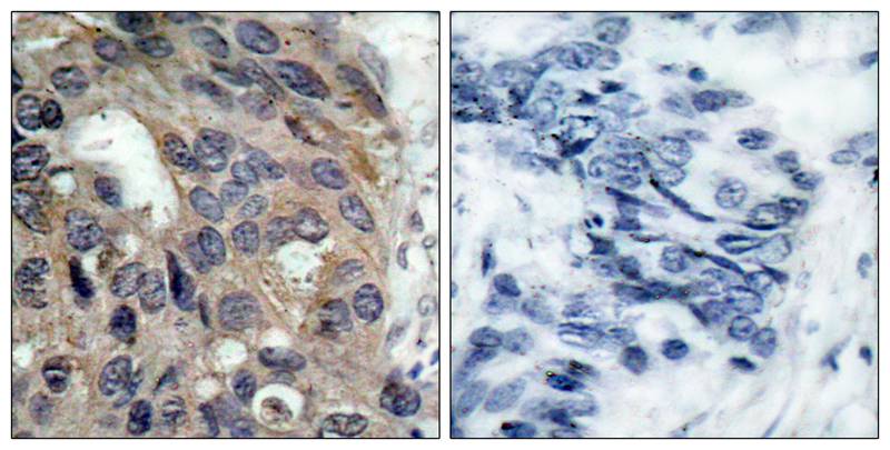 Src(Phospho-Tyr529) Antibody