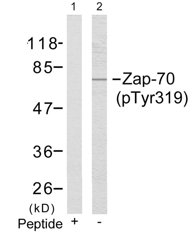 Zap-70(Phospho-Tyr319) Antibody