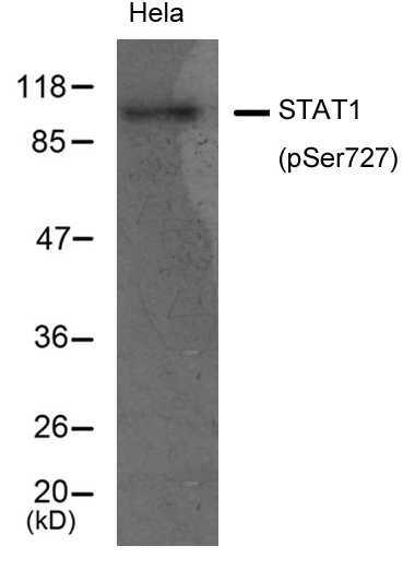 STAT1(Phospho-Ser727) Antibody