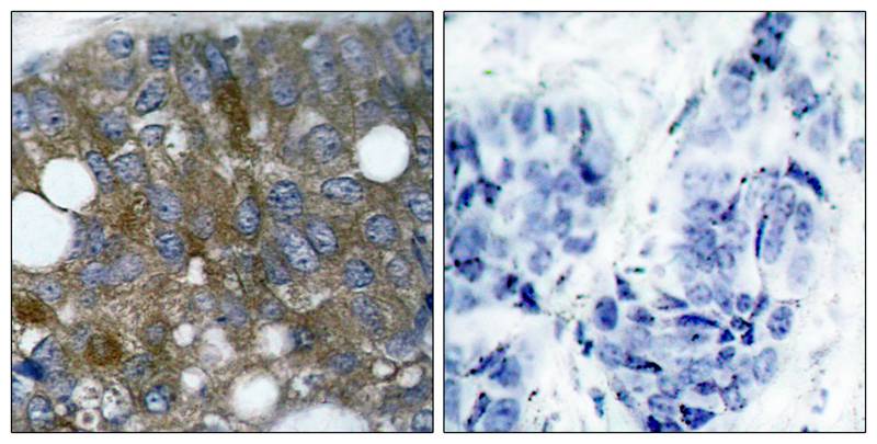 HSP27(Phospho-Ser15) Antibody