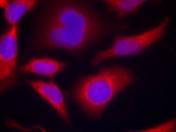 AMPKα1 (Phospho-Ser496)Antibody