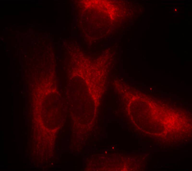 14-3-3z(Phospho-Ser58) Antibody